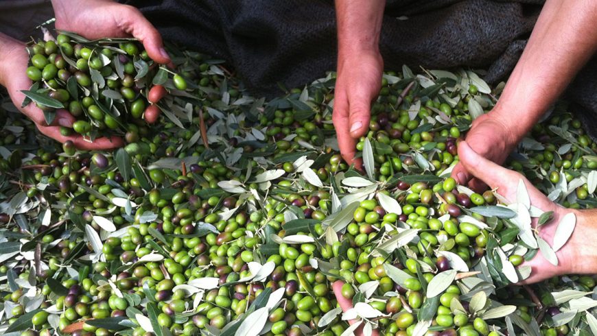 olive harvest