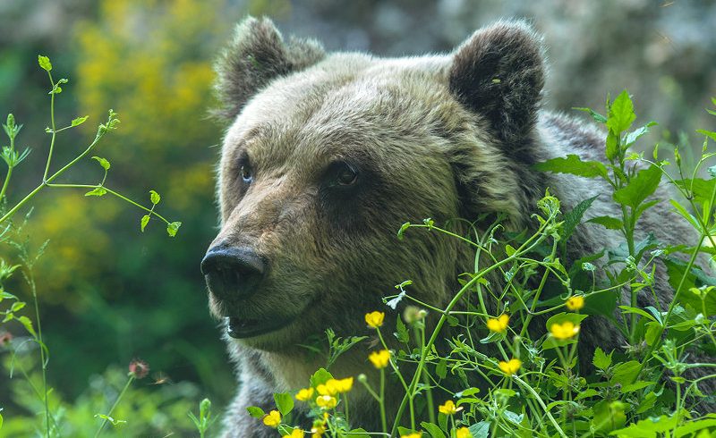 Orso bruno (Ursus arctos)