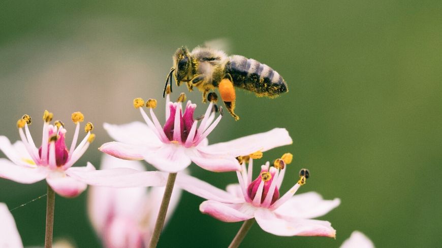 importance of biodiversity against pandemic