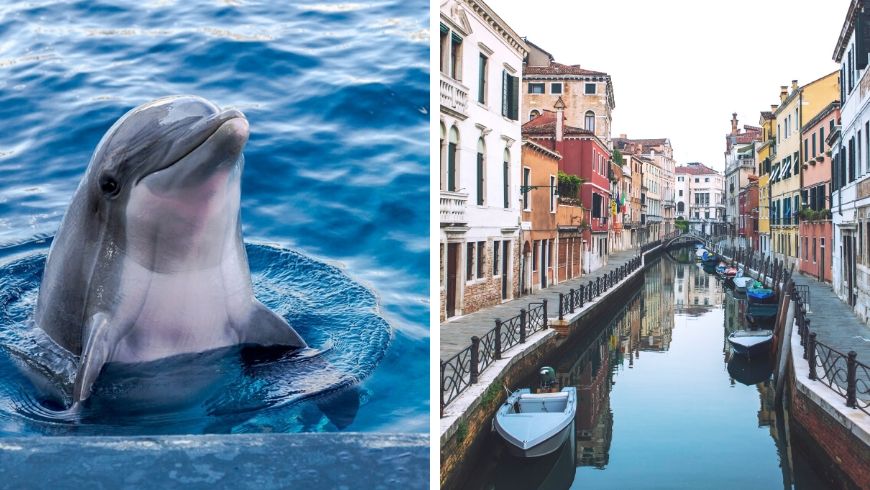 The Dolphins Are Playing In the Venice Canals