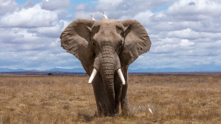 elephant