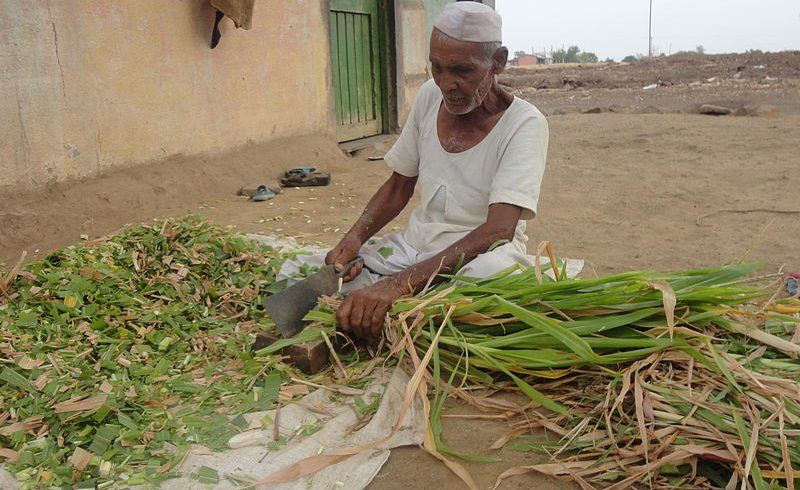 farmer in india
