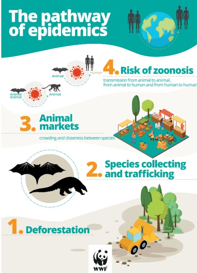 wwf report on pandemic pathway