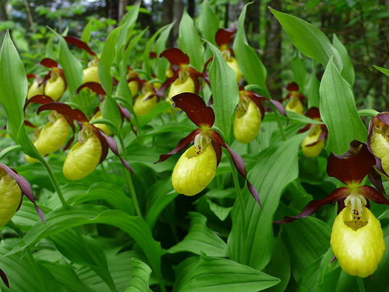 Lady's-slipper orchid