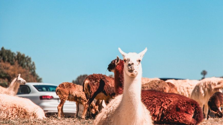 alpacas in group under the sun