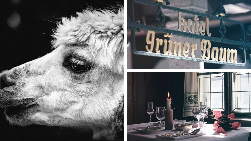 green hotels with alpacas in austria ecobnb