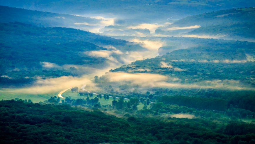 The Forest of Motovun