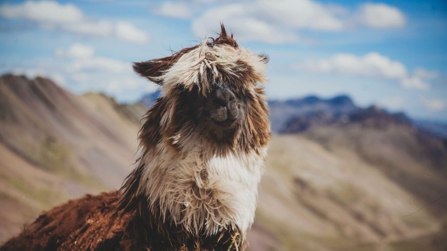 brown alpacas in the mountains