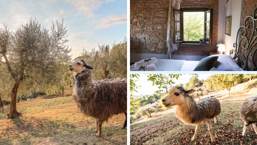 alpacas in farmhouse in italy