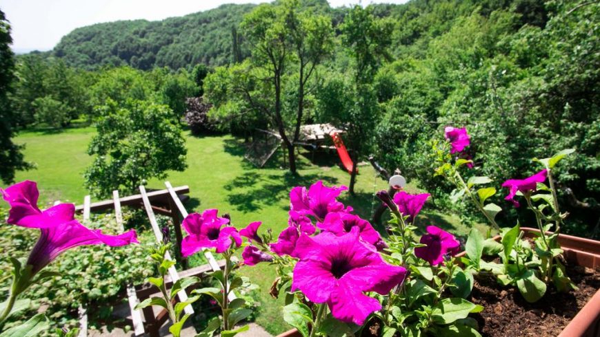 Na Okić - a private forest oasis