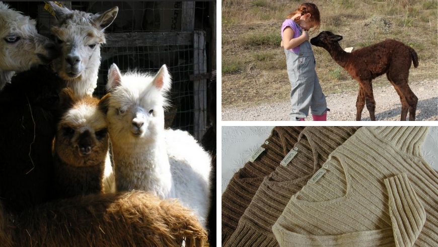 alpacas in farmhouse in italy