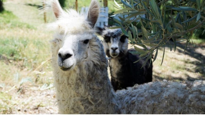 white alpacas in garden in italy