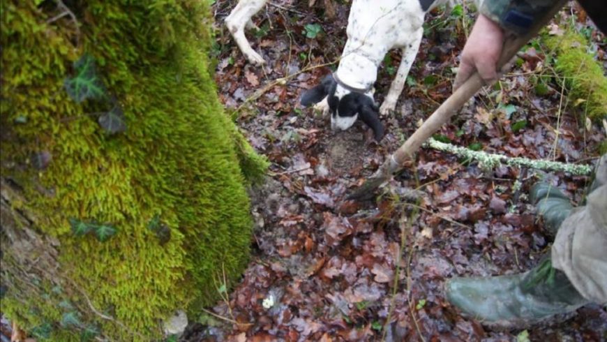 truffle hunt Motovun