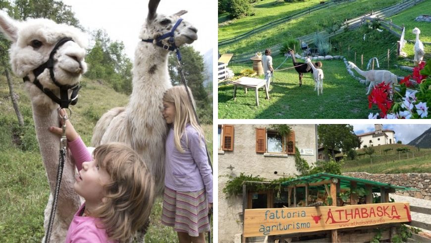 alpacas with children in italy ecobnb