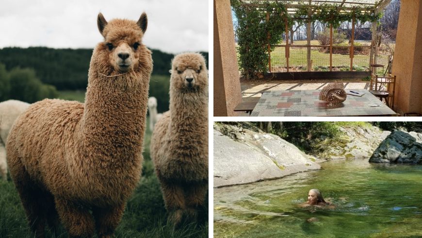 alpacas in farmhouse in italy on ecobnb