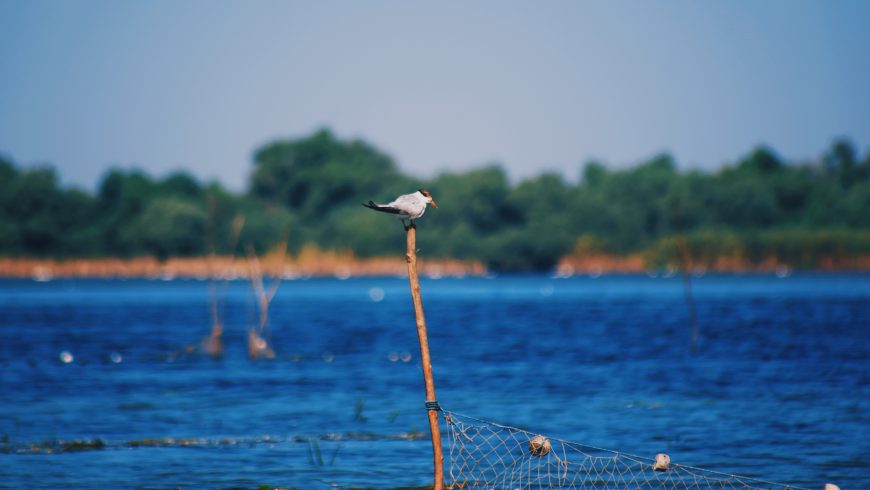 Danube Delta Romania