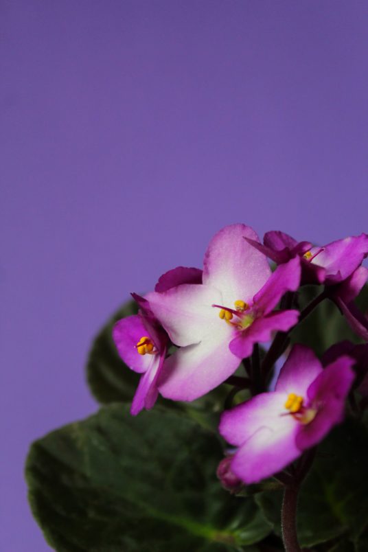 Saintpaulia flowers and house greenery