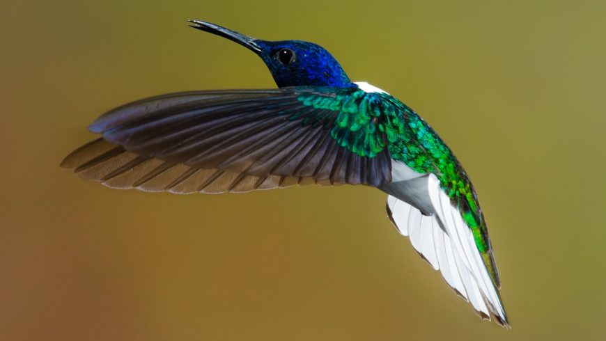 White-necked jacobin