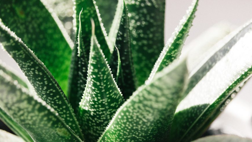 aloe vera