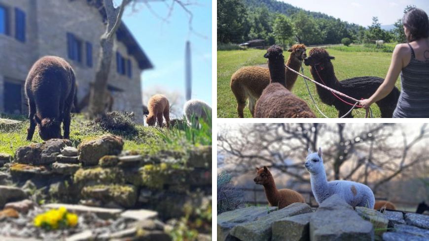 Eco Vivere ad Alpaca Mundi - Umbrian-Marche Apennines