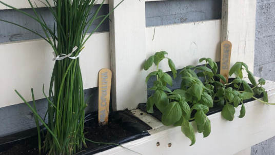 How to plant herbs in your vertical garden