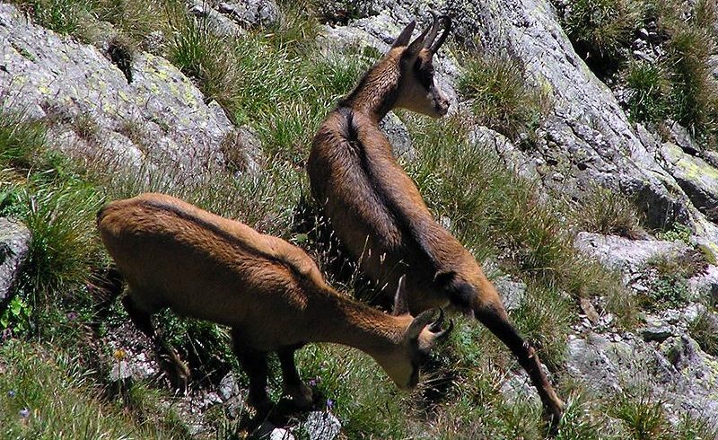 fauna of Stelvio national park