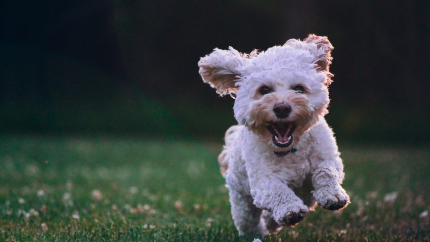 happy dog