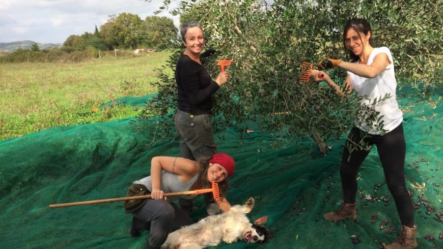 Olive harvest and olive oil production course, Organic Farm Sant Egle