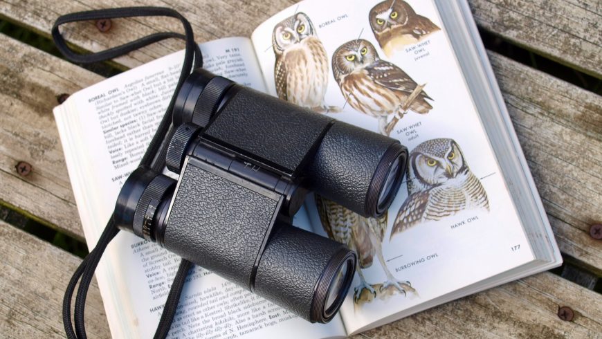 guide bird watching