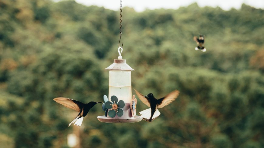 hummingbirds