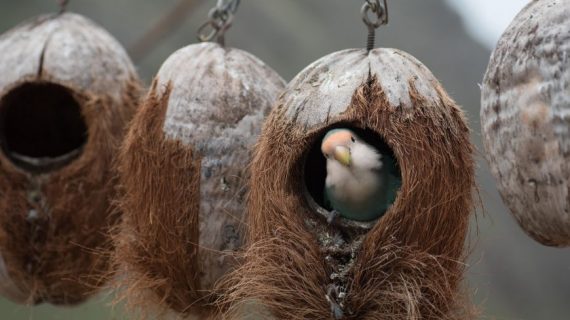 How To Turn Your Balcony Or Terrace Into A Garden For Birds - Ecobnb