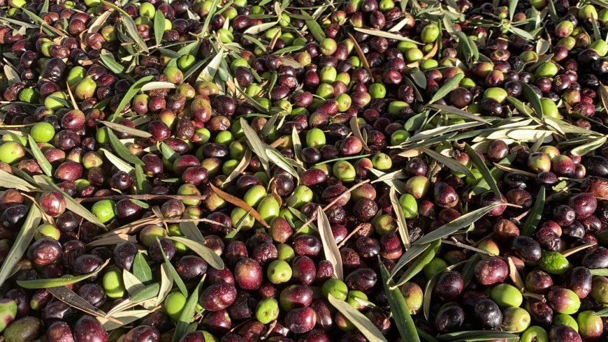 Olives waiting to be turned into olive oil at the Molisur factory