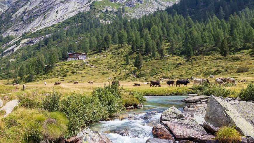 Streams and pastures: the dreamy landscapes of Val di Fumo