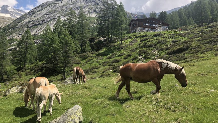 Streams and pastures: the dreamy landscapes of Val di Fumo