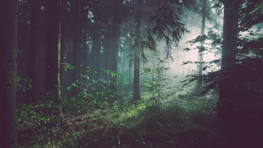 How forests improve the immune system