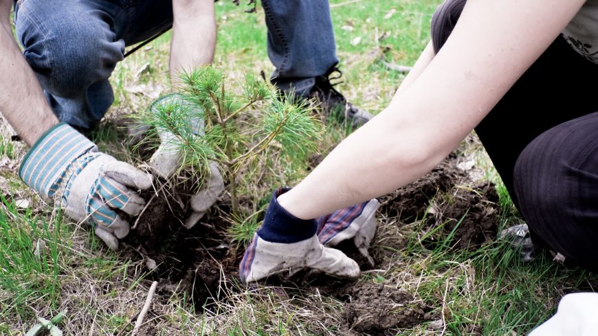 tree planting