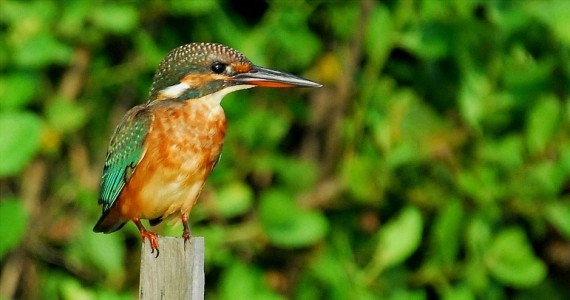 eco-friendly experiences in Istria: birdwatching