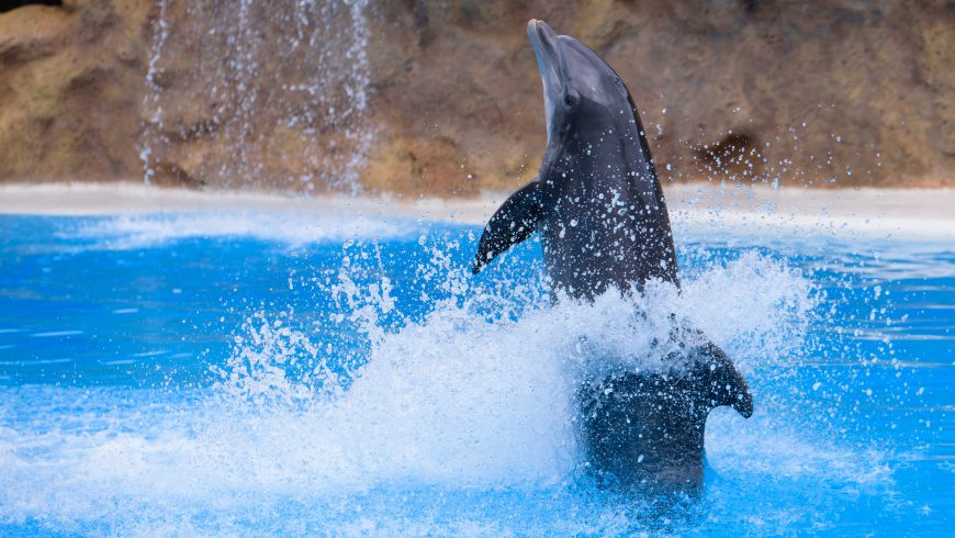 Performing dolphins