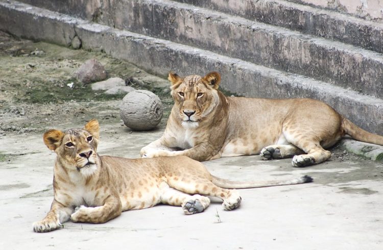 two lions in a cage