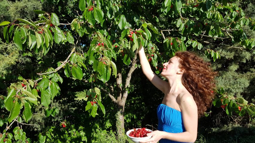 Guest who collects cherries from the tree at the Sant Egle farmhouse