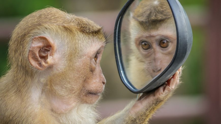 Monkey in the mirror