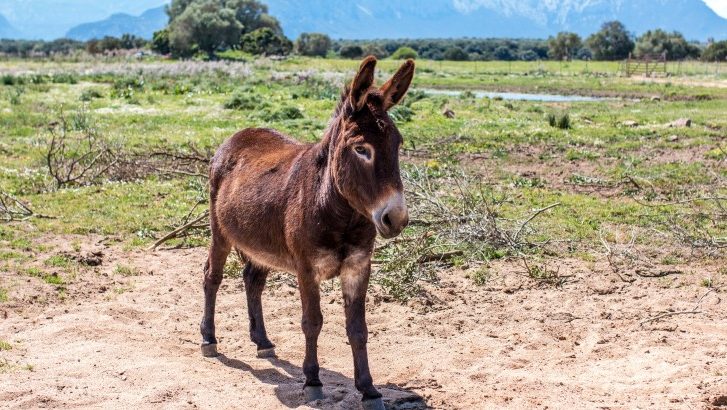 Sardinian donkey