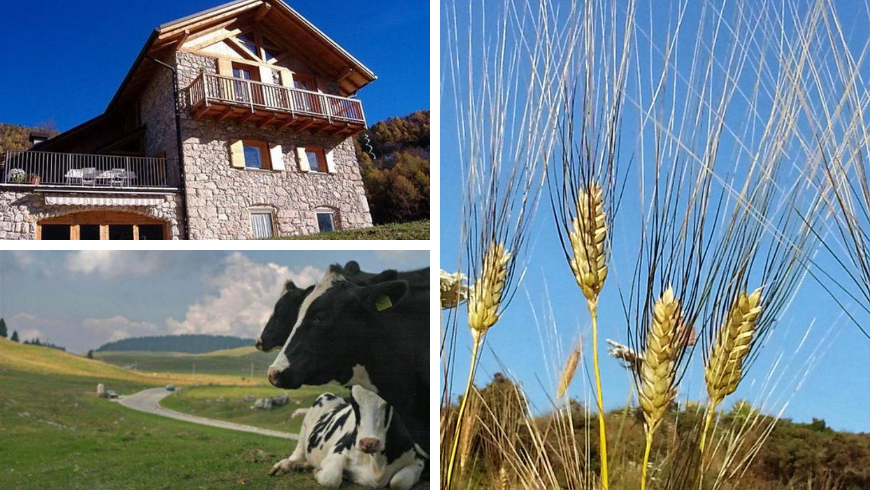 Wheat in Trentino