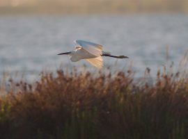 An egret in flight at sunset, Circeo National Park