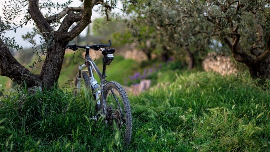 Bike in an olive grove