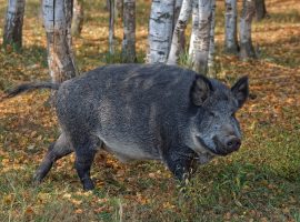 The wild boar in the forest of the Circeo National Park
