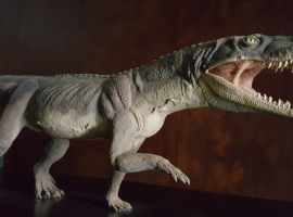 Ticinosuchus ferox in the fossil museum of the mount San Giorgio