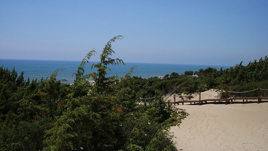 View of the coastal dune from the beach of Sabaudia