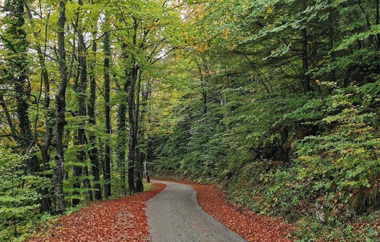 Road next to Divjake Log Home eco chalet in Croatia