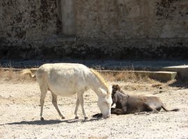 White Donkeys in Cala Reale